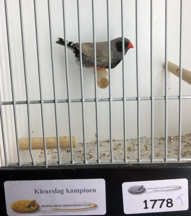 Zwartwang Blackface Bleekrug Grijs man Kleurslagkampioen ...